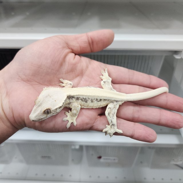 릴리화이트 솔리드백