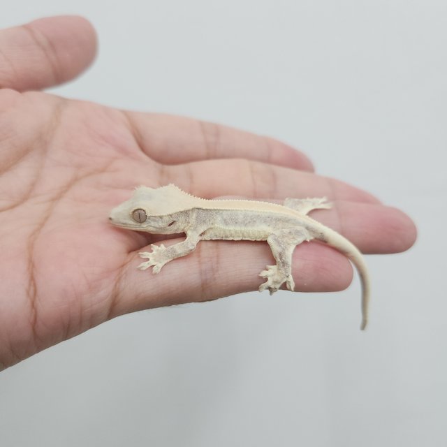 릴리화이트 솔리드백