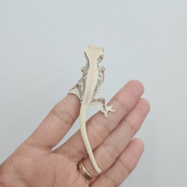 릴리화이트 솔리드백