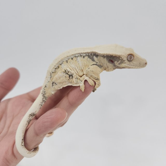 노멀 화이트스팟 화이트포트홀