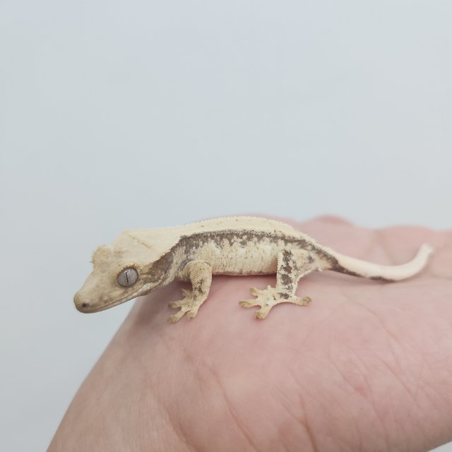 노멀 트라이 드리피 솔리드백 화이트포트홀 화이트스팟