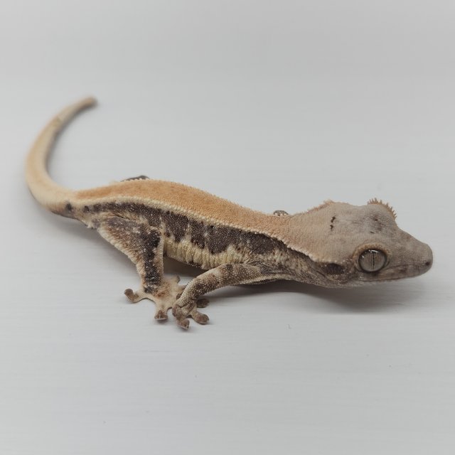 릴리화이트 화이트포트홀 솔리드백