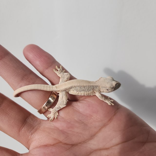 릴리화이트 솔리드백