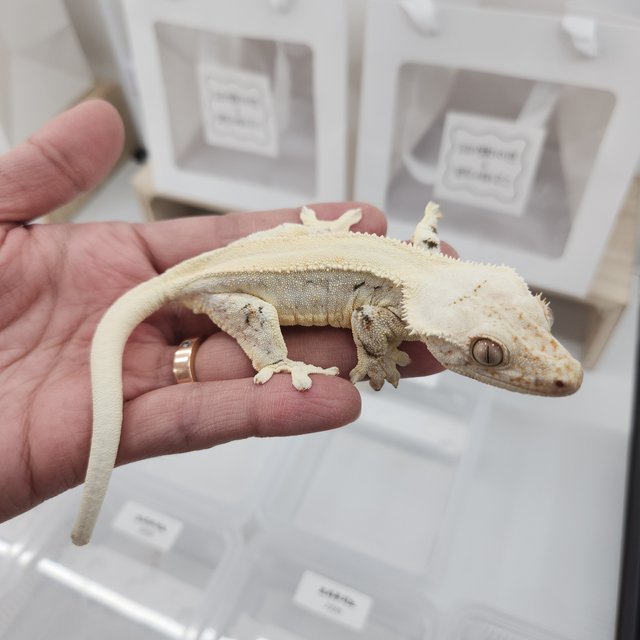 릴리화이트 솔리드백 화이트포트홀