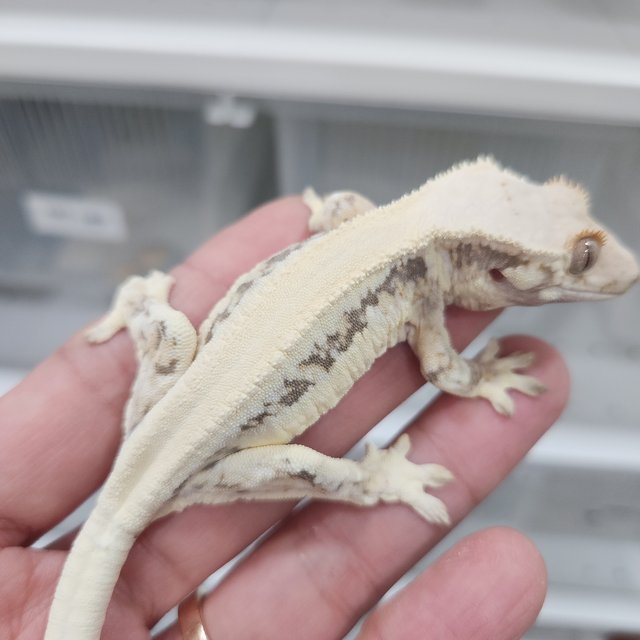 릴리화이트 솔리드백