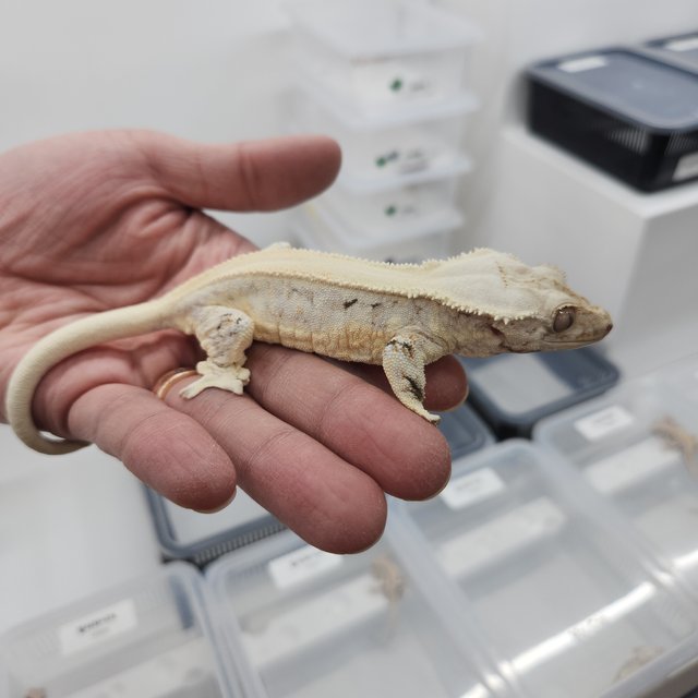 릴리화이트 솔리드백 화이트포트홀