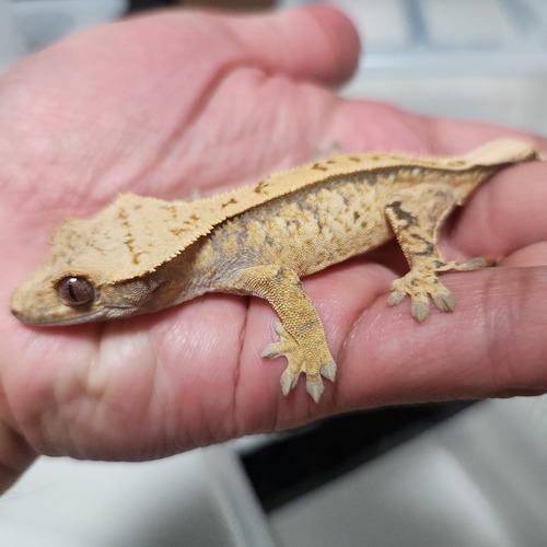 도마뱀라이프시흥