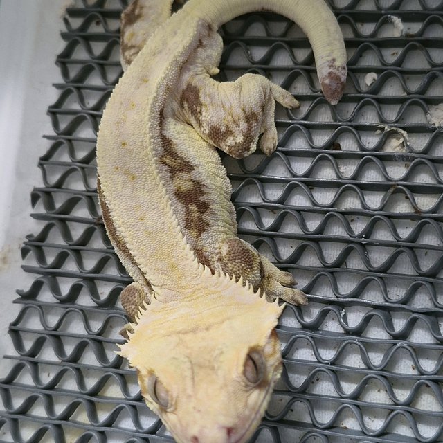 릴리화이트 레드