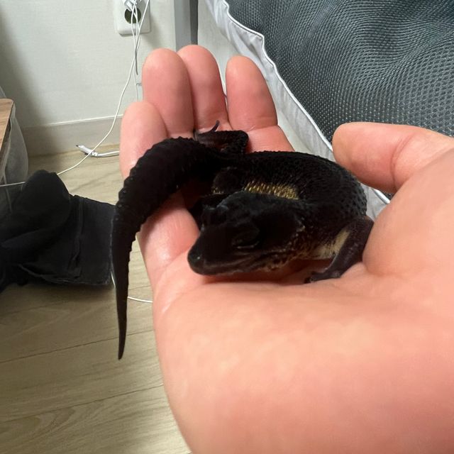 블랙나이트