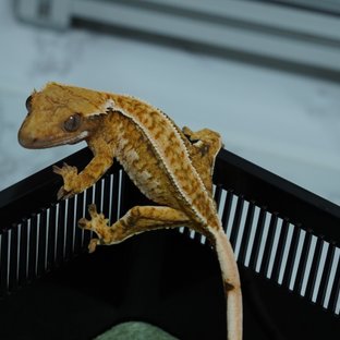 트라이 화이트핀