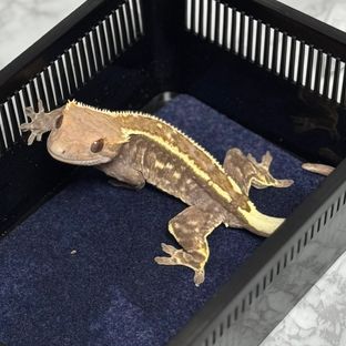 카푸치노