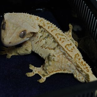 트라이 노멀 화이트스팟 드리피