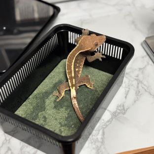 카푸치노