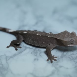 아잔틱