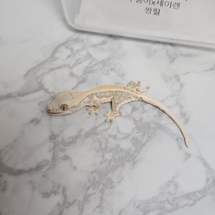 동배