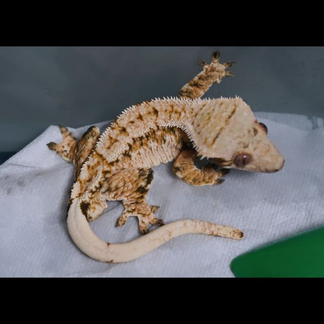 트라이