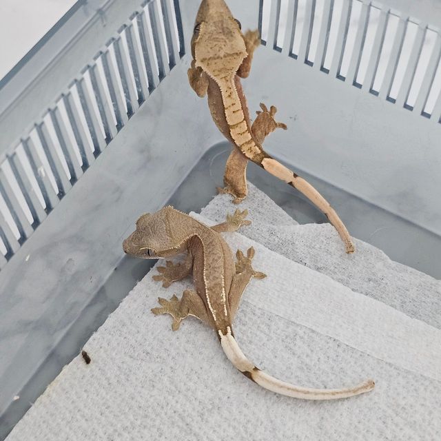 노멀
