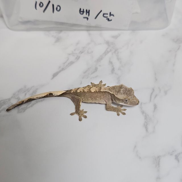 100%헷아잔틱