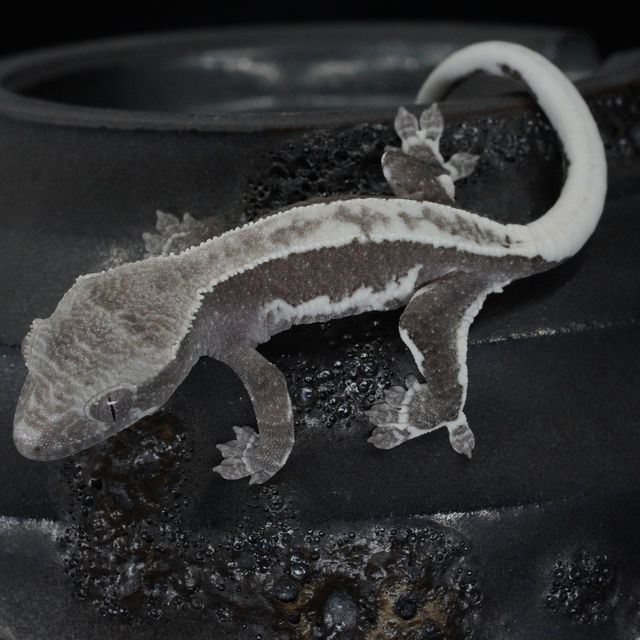 릴잔틱