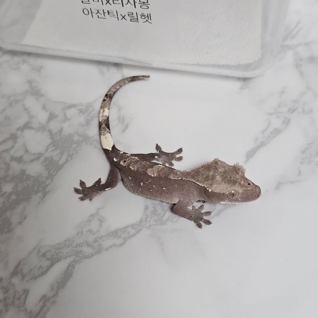 아잔틱