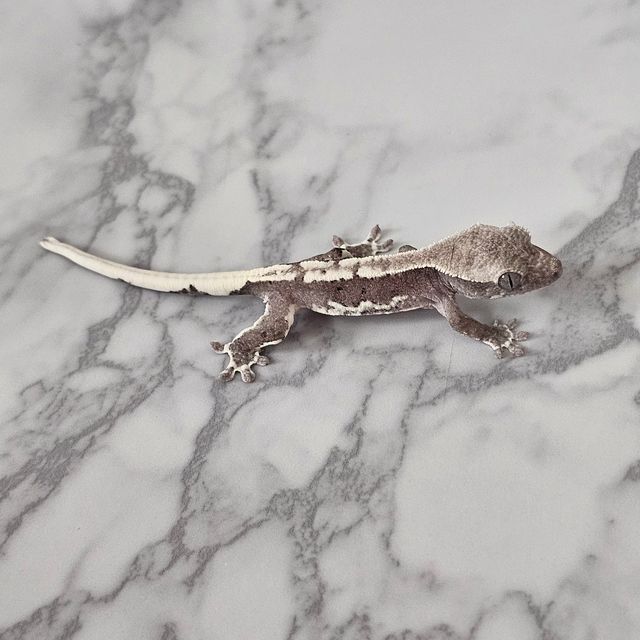 릴잔틱