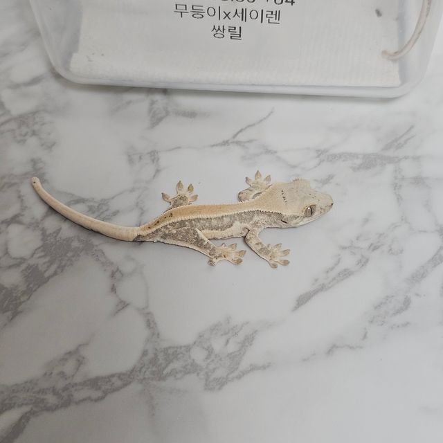 릴리화이트