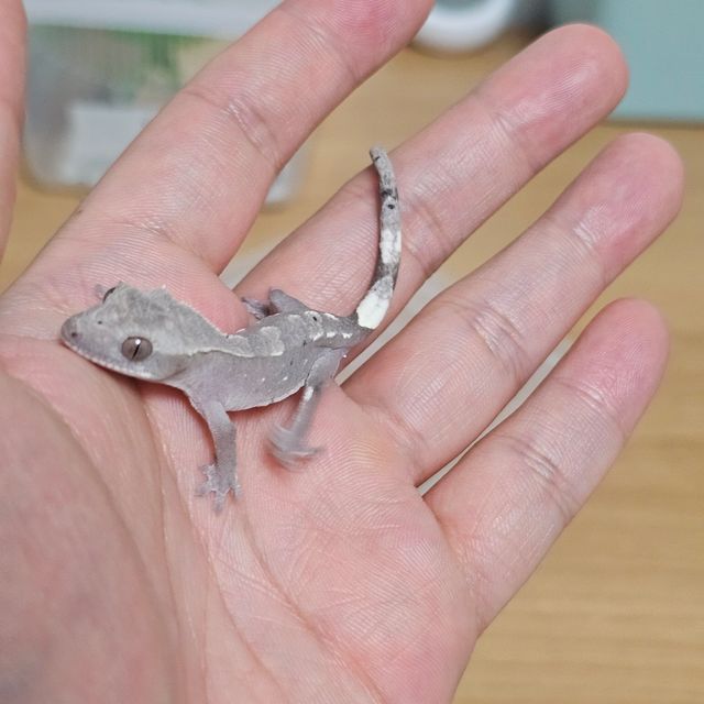 아잔틱