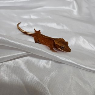 레드 바이