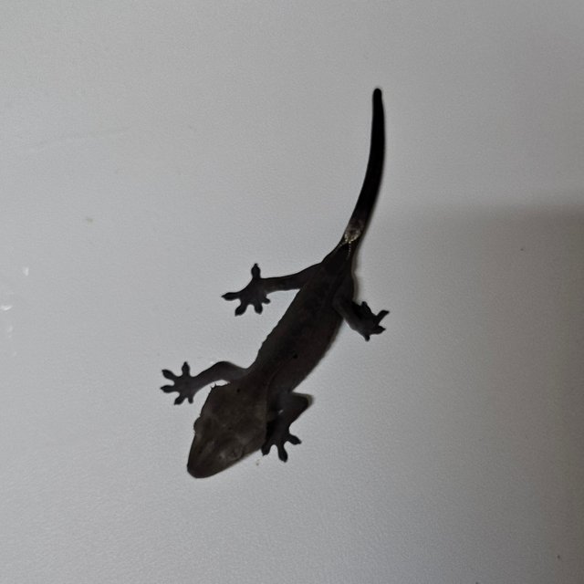 챠콜 아잔틱