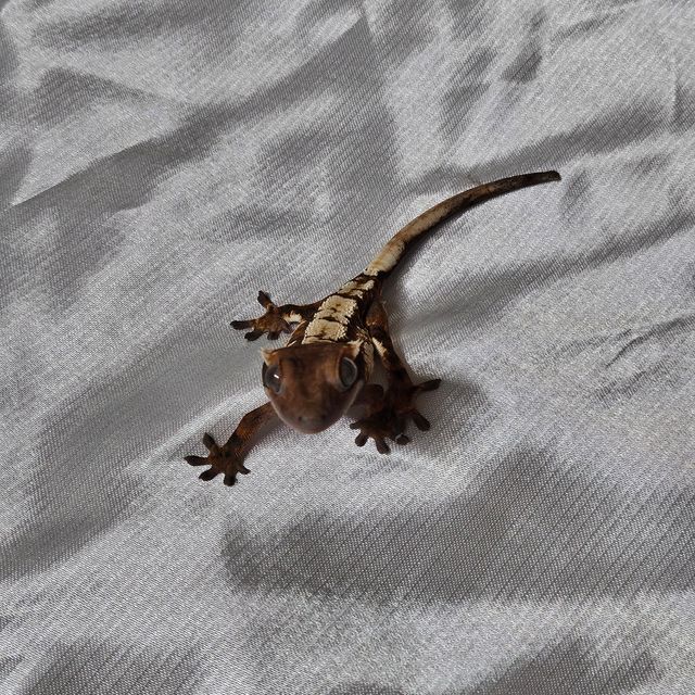세이블
