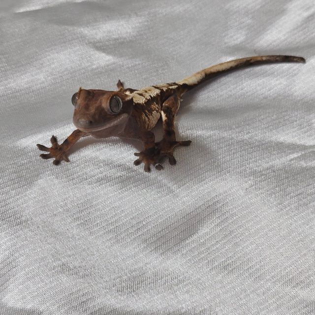 세이블