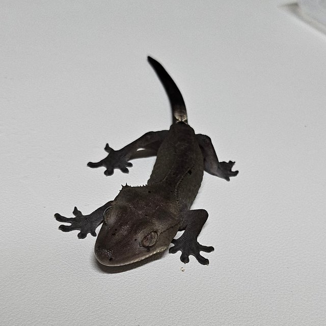 챠콜 아잔틱