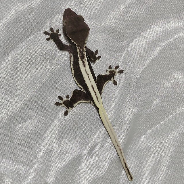 릴잔틱