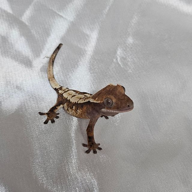 세이블