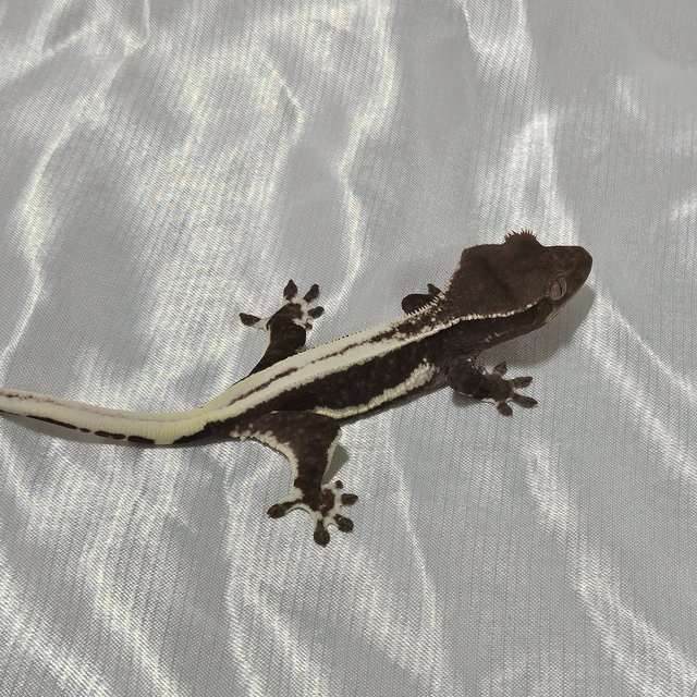 릴잔틱