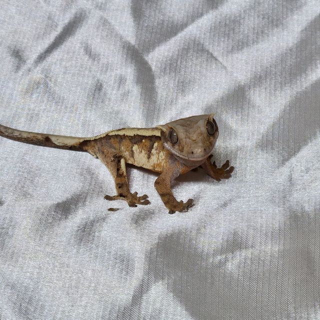 세이블