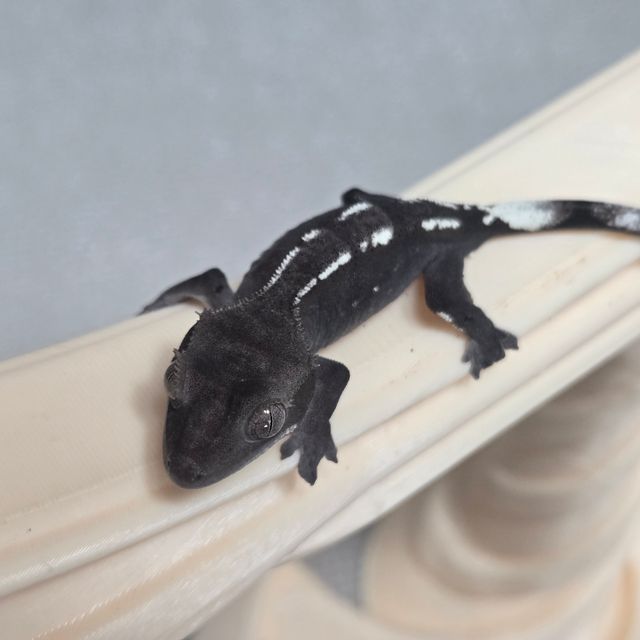아잔틱