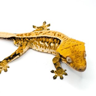 노멀 핀스트라이프 화이트스팟