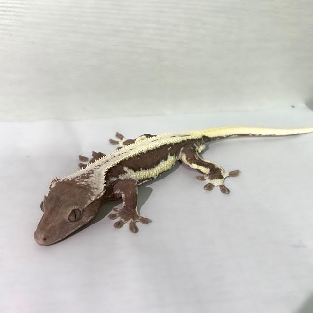 릴잔틱