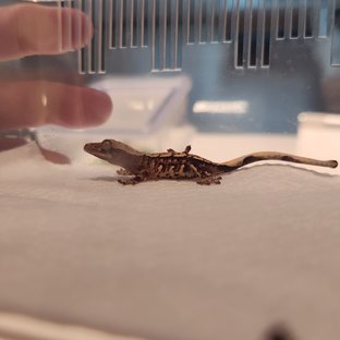 노멀 화이트 텐저린 쿼드 트라이