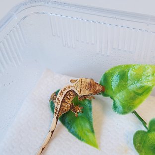 노멀 트라이 화이트핀 화이트포트홀 핀스트라이프