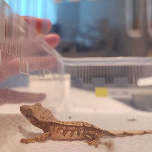 노멀 텐저린 화이트 트라이