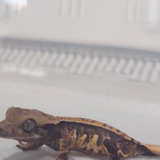 노멀 트라이 텐저린 화이트