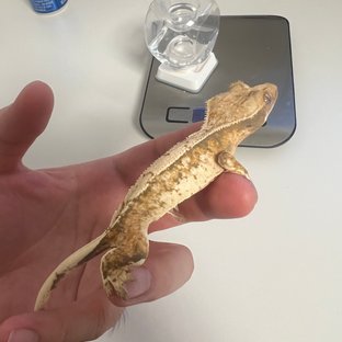 노멀 트라이 텐저린