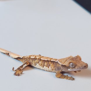 노멀 트라이 화이트핀 화이트포트홀 텐저린