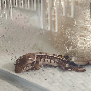 용산호월