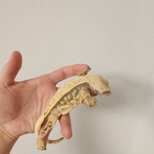노멀 쿼드 풀핀