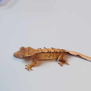 노멀 트라이 텐저린 화이트