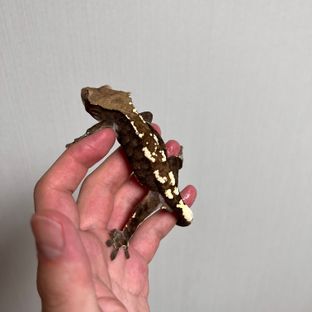 카푸치노