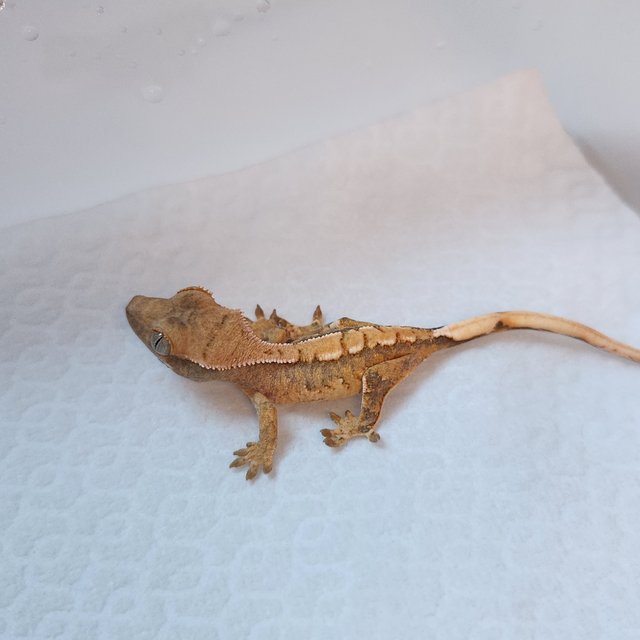 노멀 트라이 텐저린